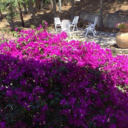Villa Bouganvilla Cefalù Dış mekan fotoğraf