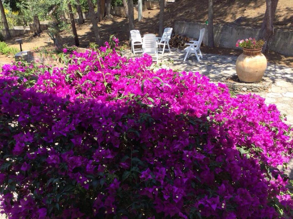 Villa Bouganvilla Cefalù Dış mekan fotoğraf